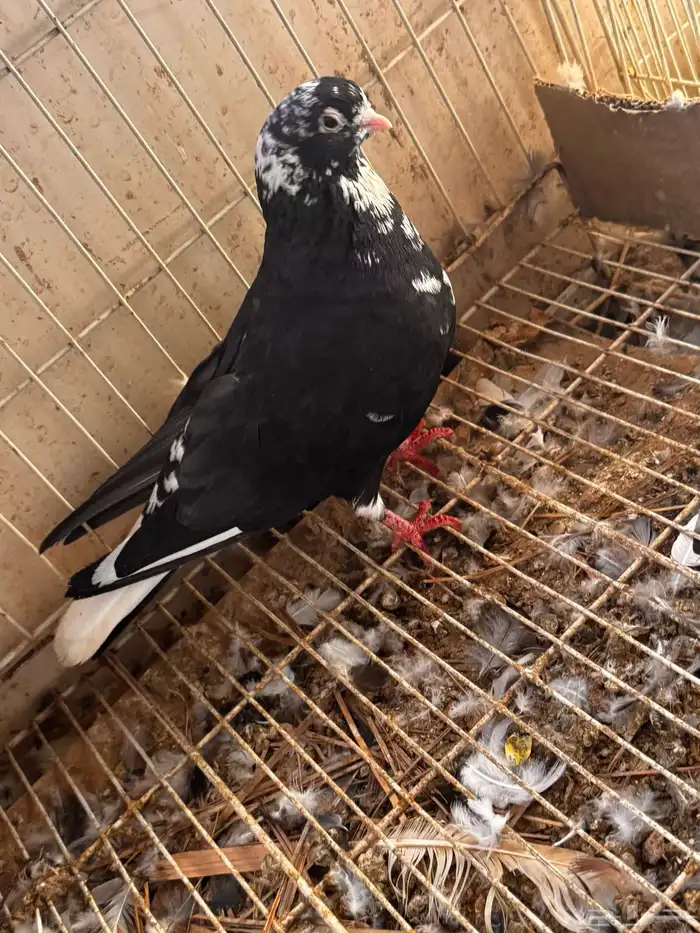 جوز قطيفي مذيل 4