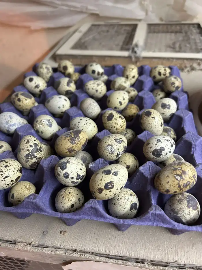 بيض سمان تكساس. تم البيع تم البيع 0