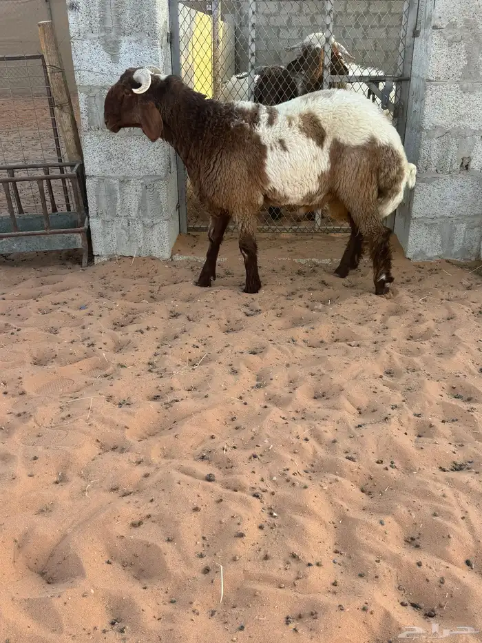 مشاريع فحول طيبه وصنف 2