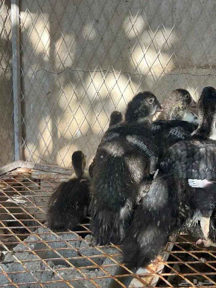 فراخه بط مصري 2