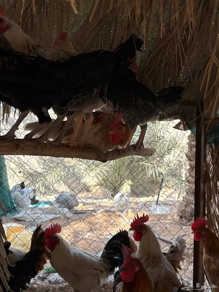 دجاج و ديكه بلدي 2