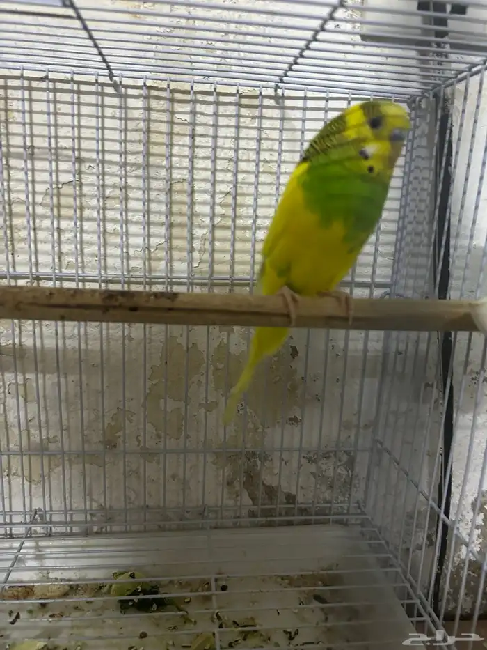 سلام عليكم ذكر بادجي 1