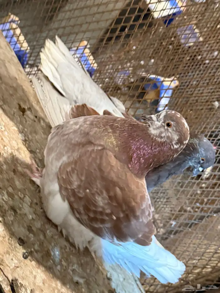 للبيع جوز فرش منتج مكينه تحته بيض ومعه فرخ 2