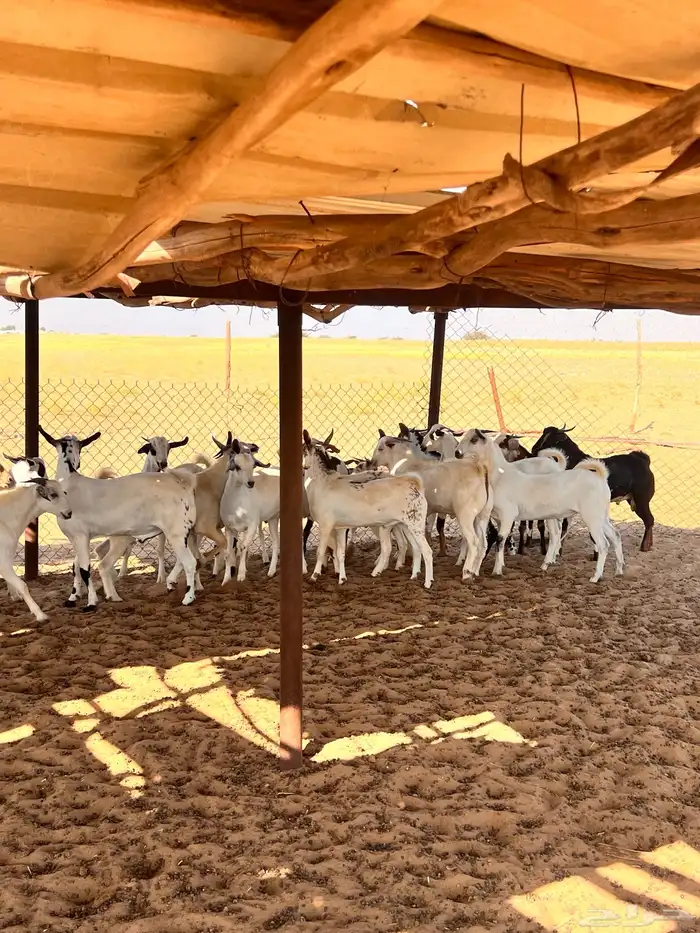 تيوس اضاحي 0