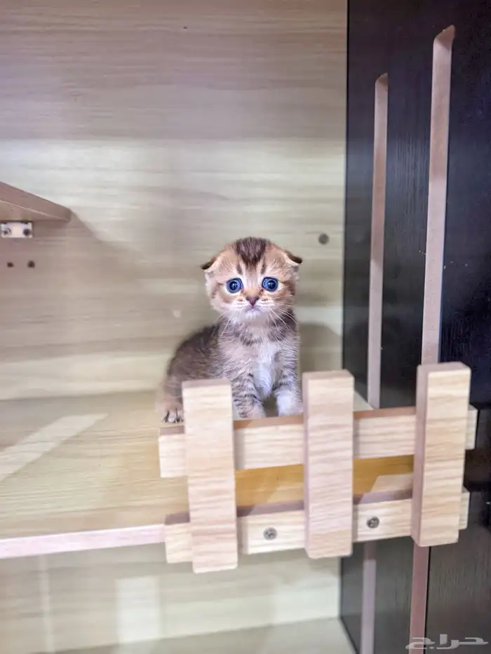 سكوتش تربل فولد بيور للبيع 3