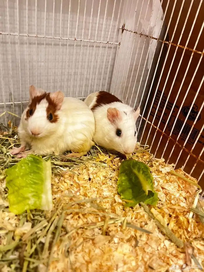 أرنب رومي ( خنزير غيني ) 0