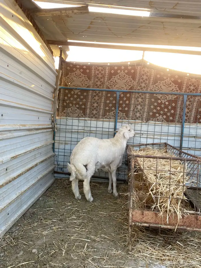 طلي حري مقفل شحم 1