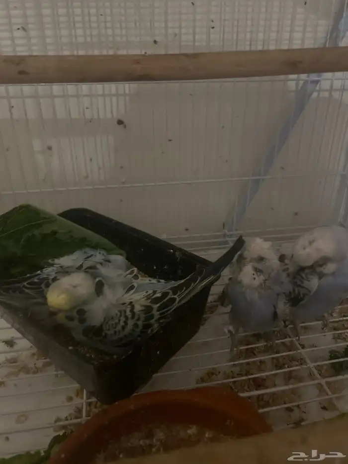 هوقو. فروخ 0