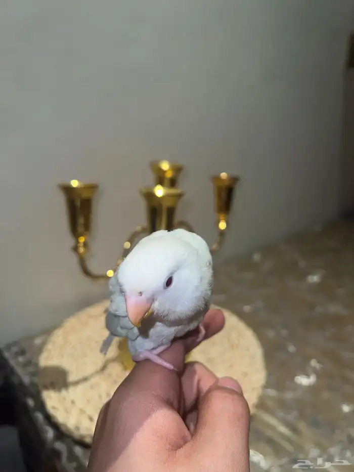 روز اليف هدد 0