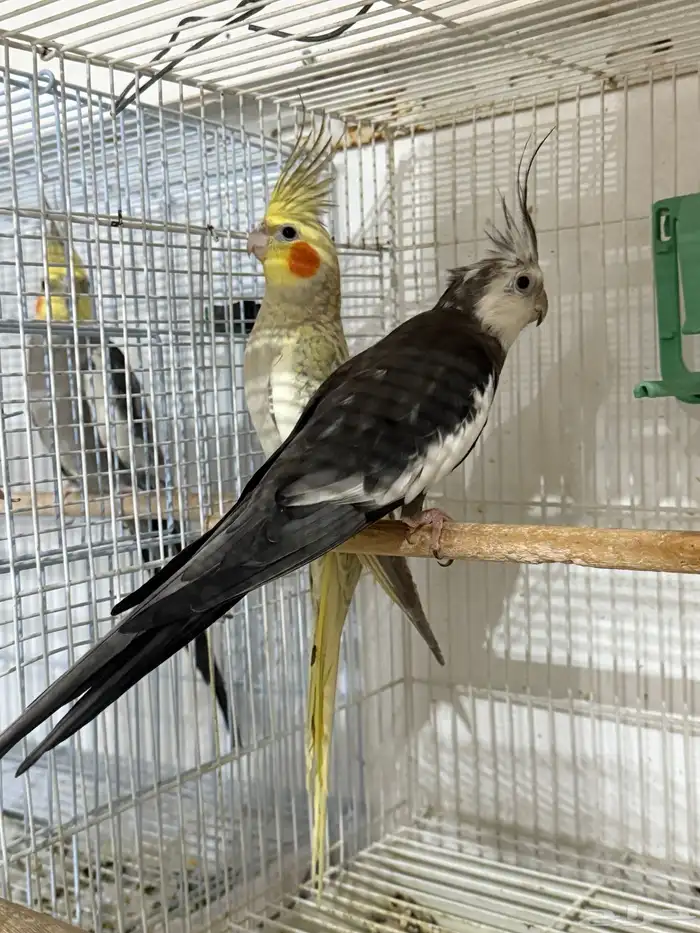 للبيع 4 اجواز كروان منتجات .. 14