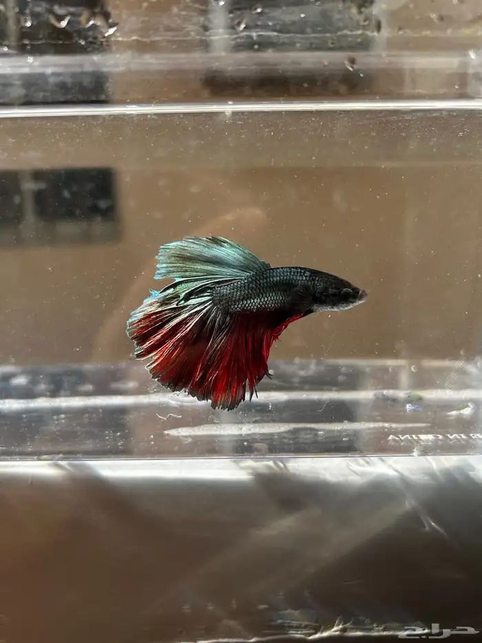 سمك فايتر الوان جميله و أشاكل رائعه مشاء الله 3