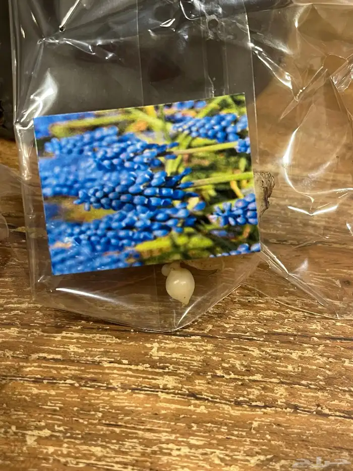 ورد بصيلات نمساوية 9