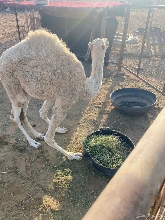 السلام عليكم بكره عمره 6 شهور 0