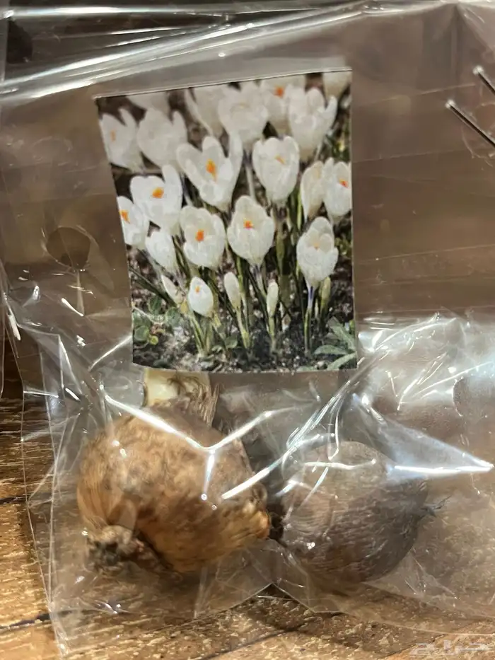 ورد بصيلات نمساوية 11