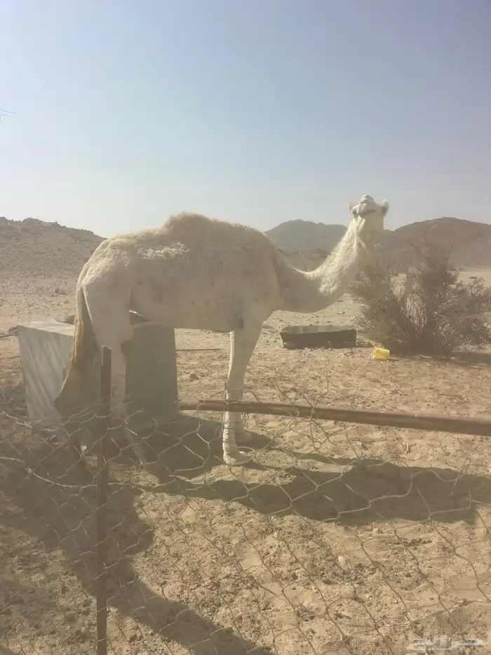 ناقة للبيع 0