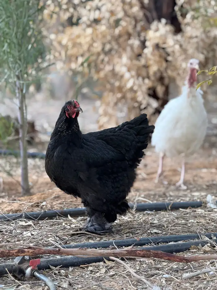 دجاج براهما 1