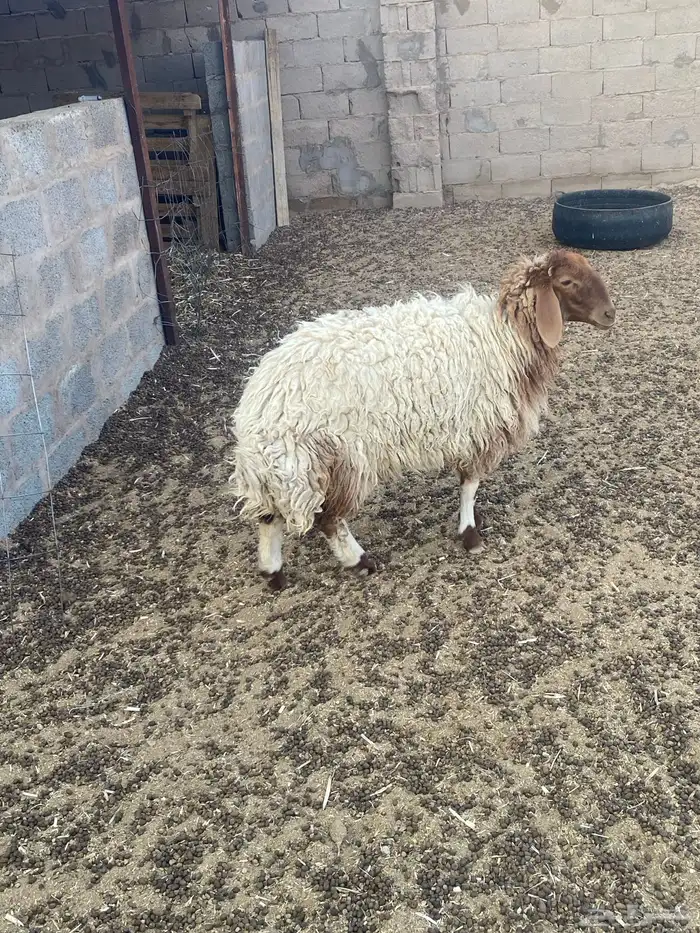 جذعات مقاني 0