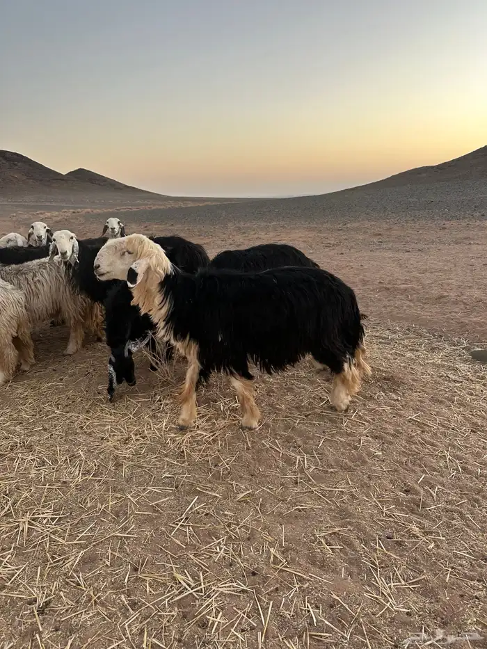 خروف نجدي فحل 2