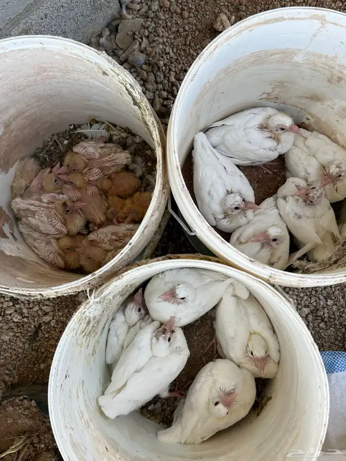 عشه زاجل ابيض صك 4