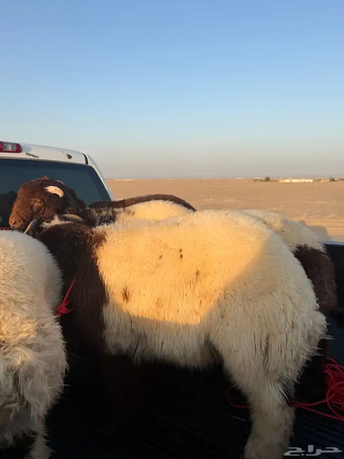 جديد   وصول هرافااا بريه فاااخره 0