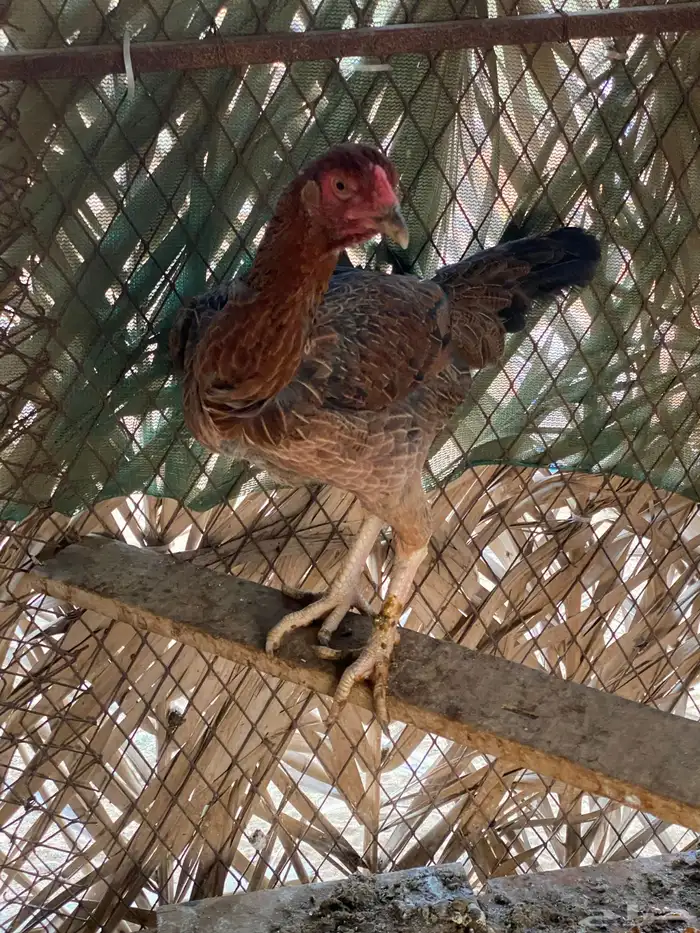 دجاج باكستاني . 4