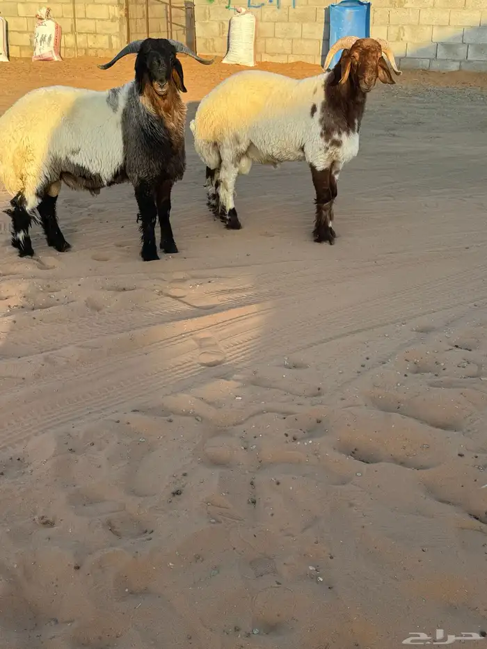 مشاريع فحول طيبه وصنف 1