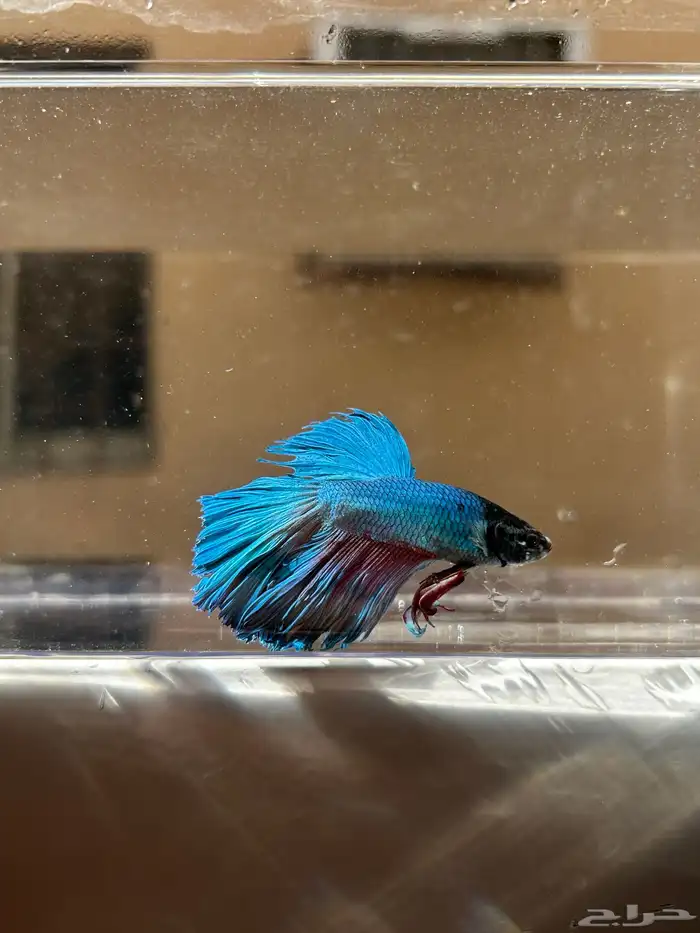 سمك فايتر الوان جميله و أشاكل رائعه مشاء الله 1