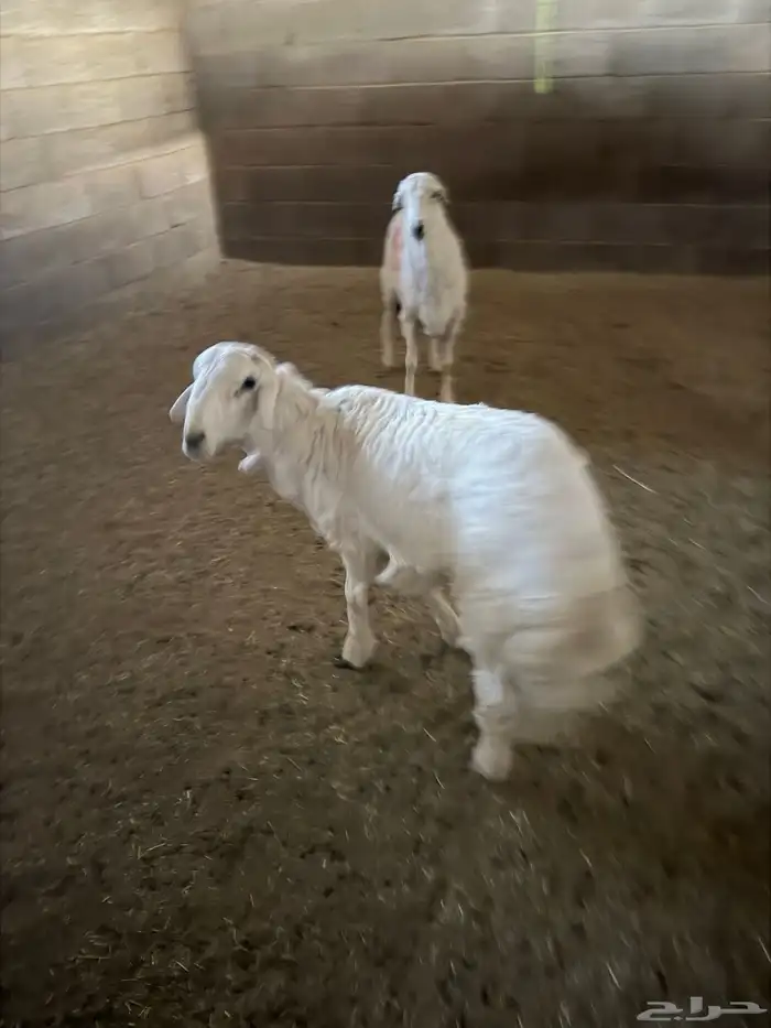 خروف جذع للبيع 2