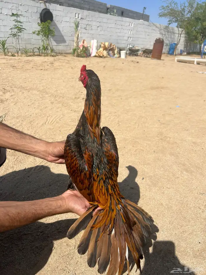 للبيع ديك باكستاني ميوالي بيور 0