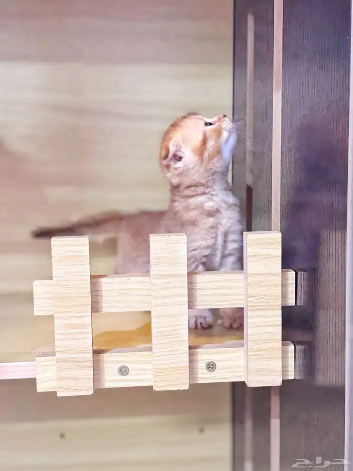 سكوتش تربل فولد بيور للبيع 1