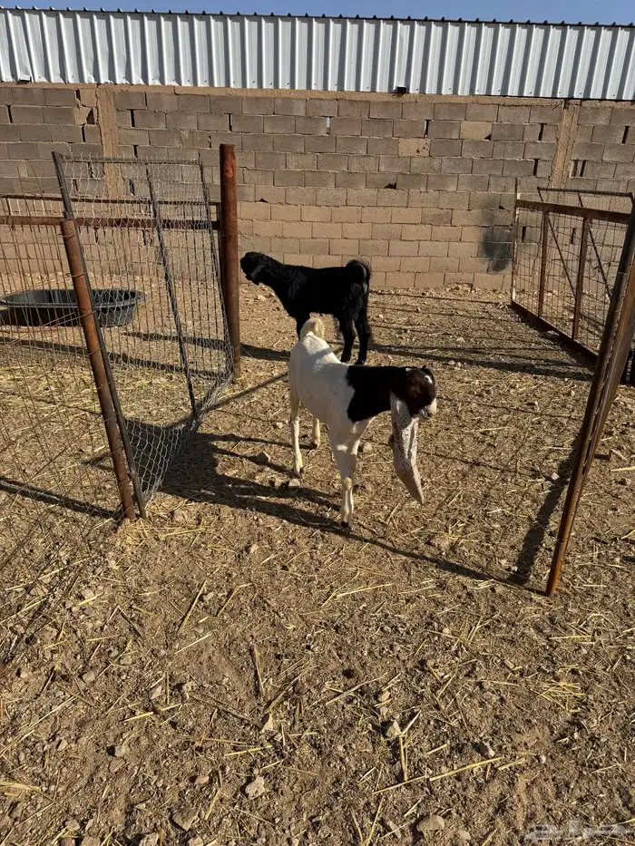 تيس هولندي مشروع فحل 1