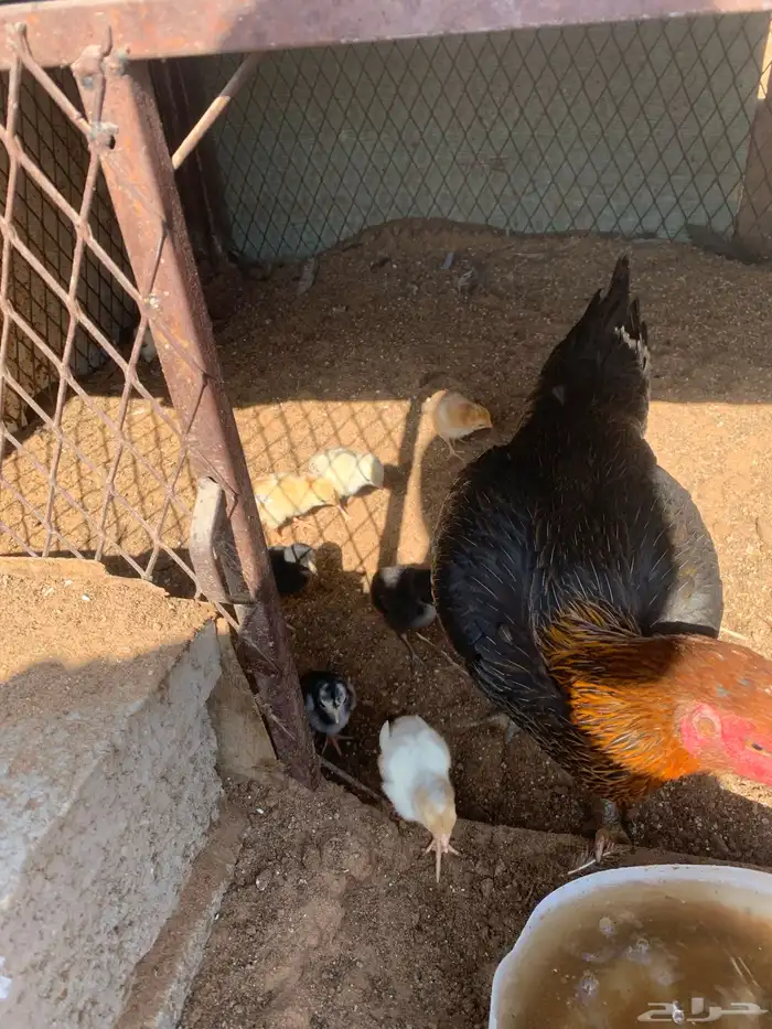 للبيع دجاج باكستاني العدد 27 دجاج مع اديك عددهم 8 5