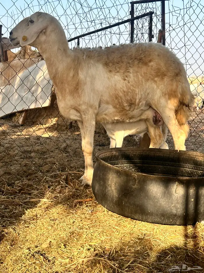 نعجه صنف تحتها طلي 0