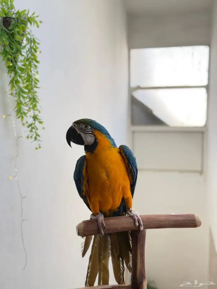 ببغاء مكاو بلو اند قولد اليف ولعوب ومتكلم عمر 10 شهور 2