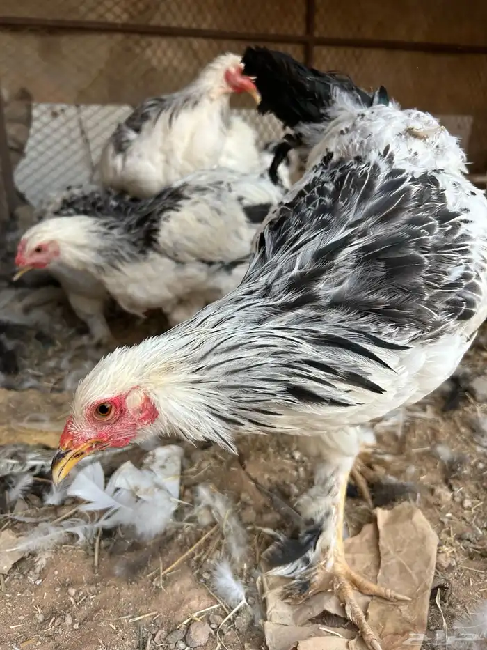 دجاج براهمه 1