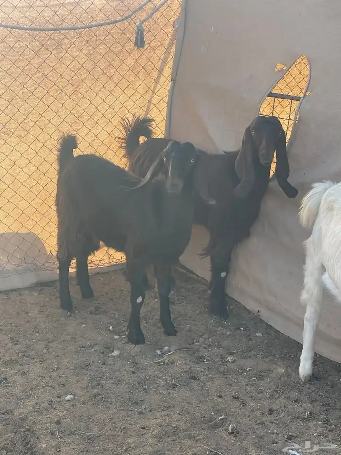 للبيع عدد5جفار مشاريك قبرصيه مصريه 6