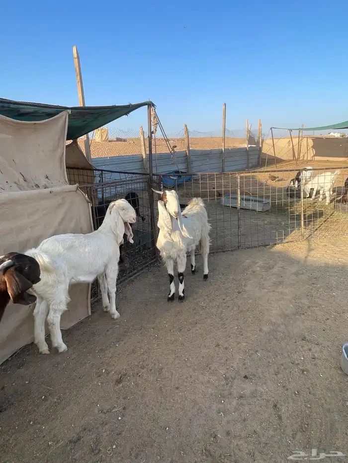 للبيع عدد5جفار مشاريك قبرصيه مصريه 5