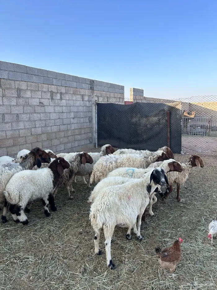 غنم نعيم رغث 1