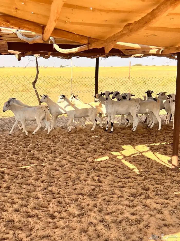 تيوس اضاحي 3