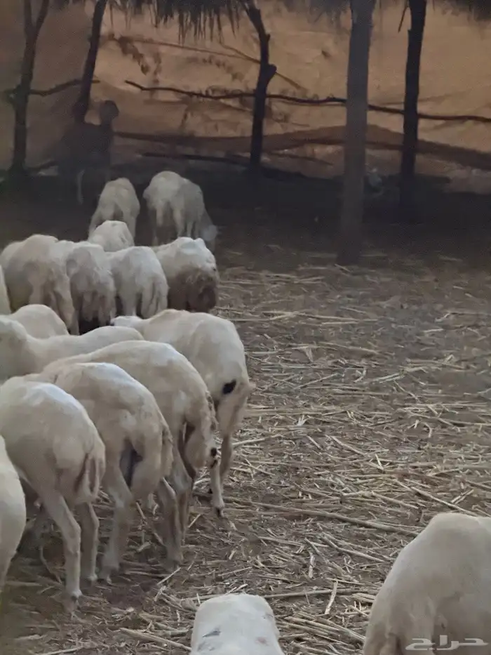 خرفان يمنية للبيع 2