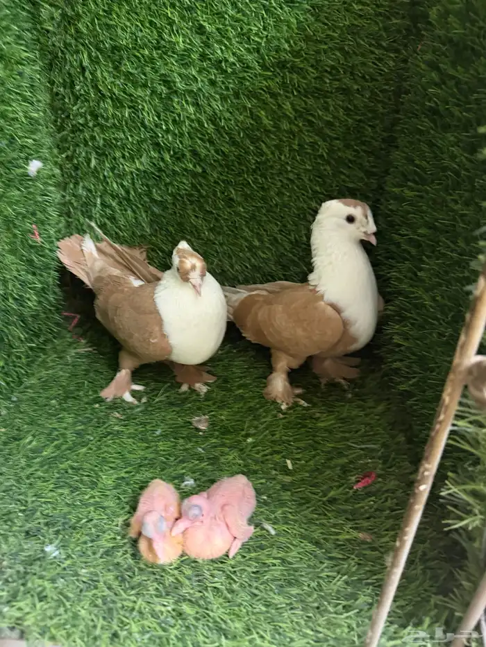 حمام لبناني 1