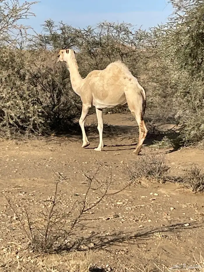 حايل سديس ماقد استالدت تلقح وتفيخ طول وارتفاع وكل مافيها طي 2
