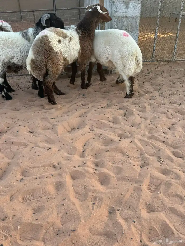 مشاريع فحول طيبه وصنف 4