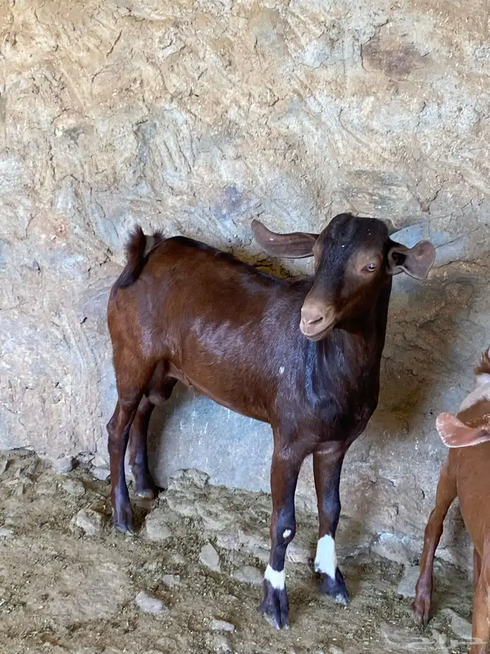 تيس فحل ادهم 1