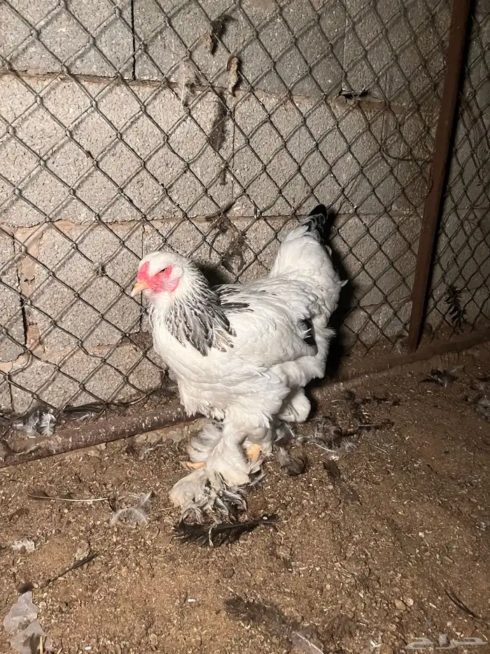 ديك ودجاجة براهما 1