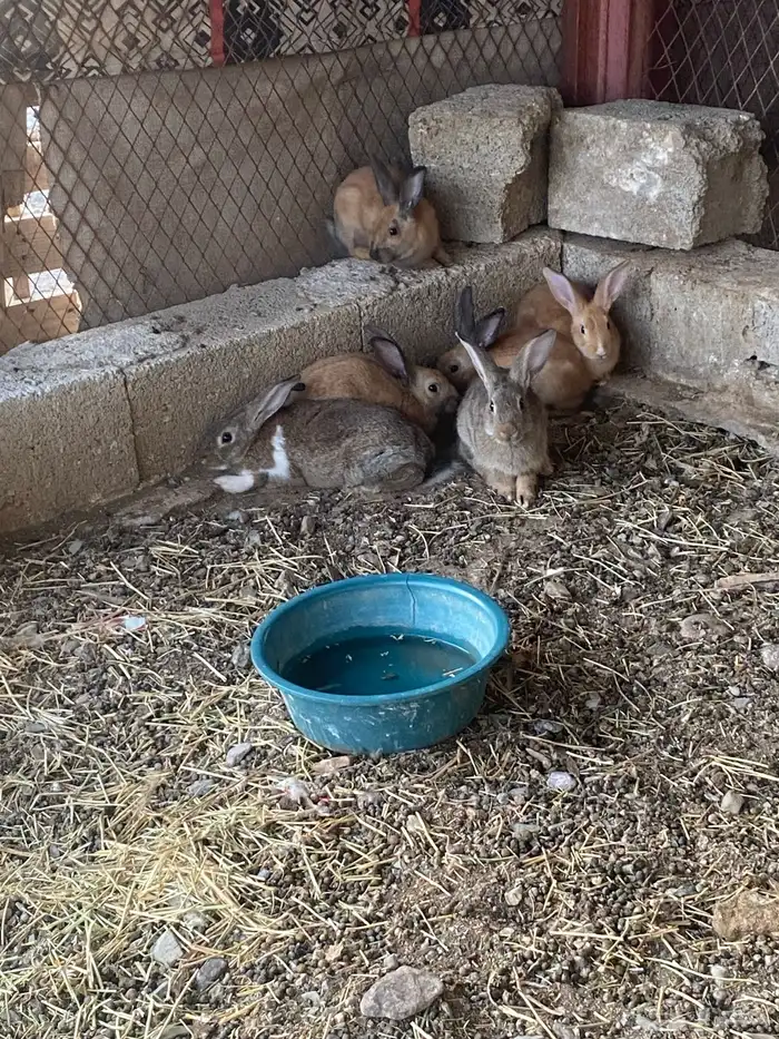 البيع ارانب بلدي 2