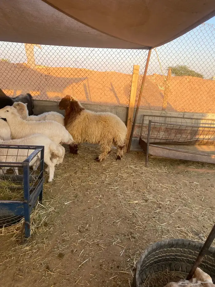 ذبايح طيبه نعيمي وحري 0