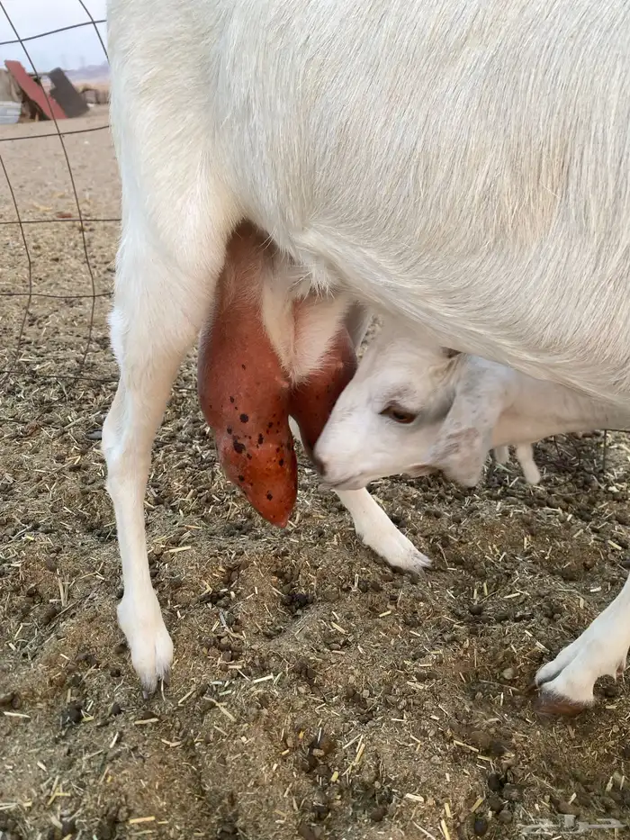 عنز بيشية برصاء معها جفره 0