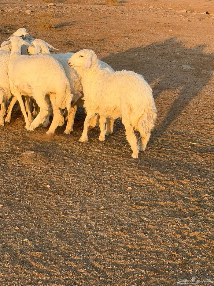 للبيع جذعات رخال حري 6