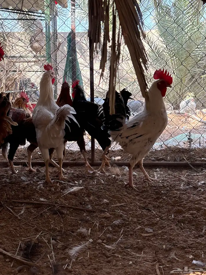 دجاج و ديكه بلدي 4